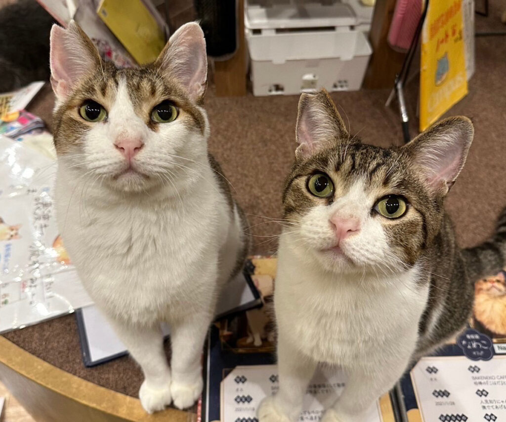 初めてとろろとめかぶに出会った時