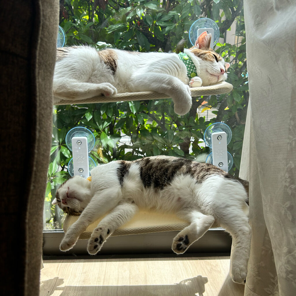 日向ぼっこするとろろとめかぶ