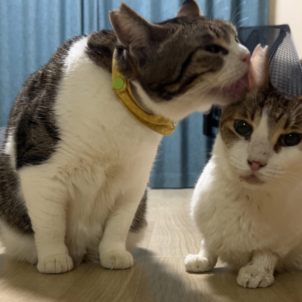 とろろとめかぶの最後のふれあい