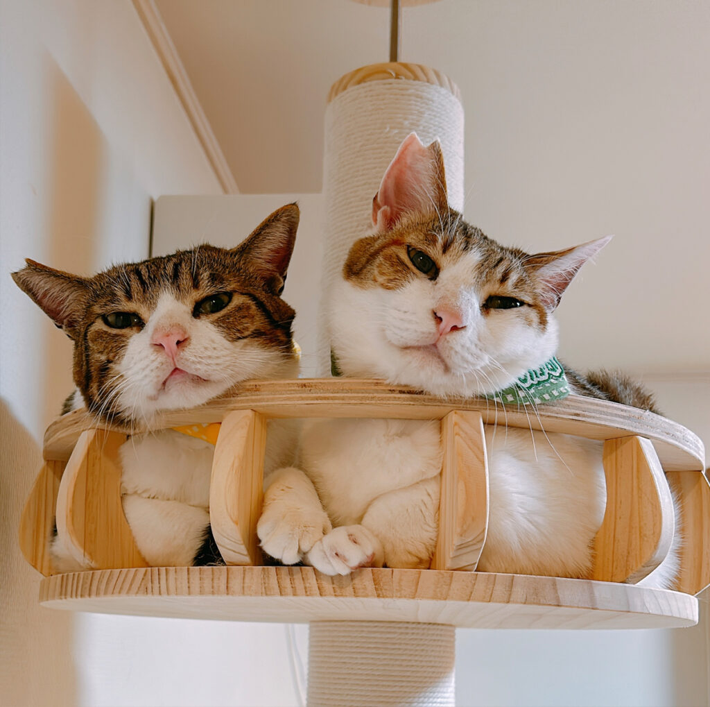 うちに来たばかりの頃のとろろとめかぶ